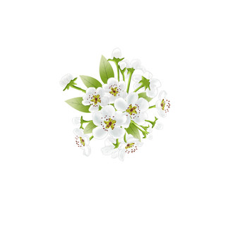 白色卡通手绘梨花花朵元素GIF梨花元素